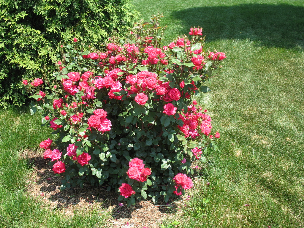 Lawn and Gardens 06.14.2017  (9)