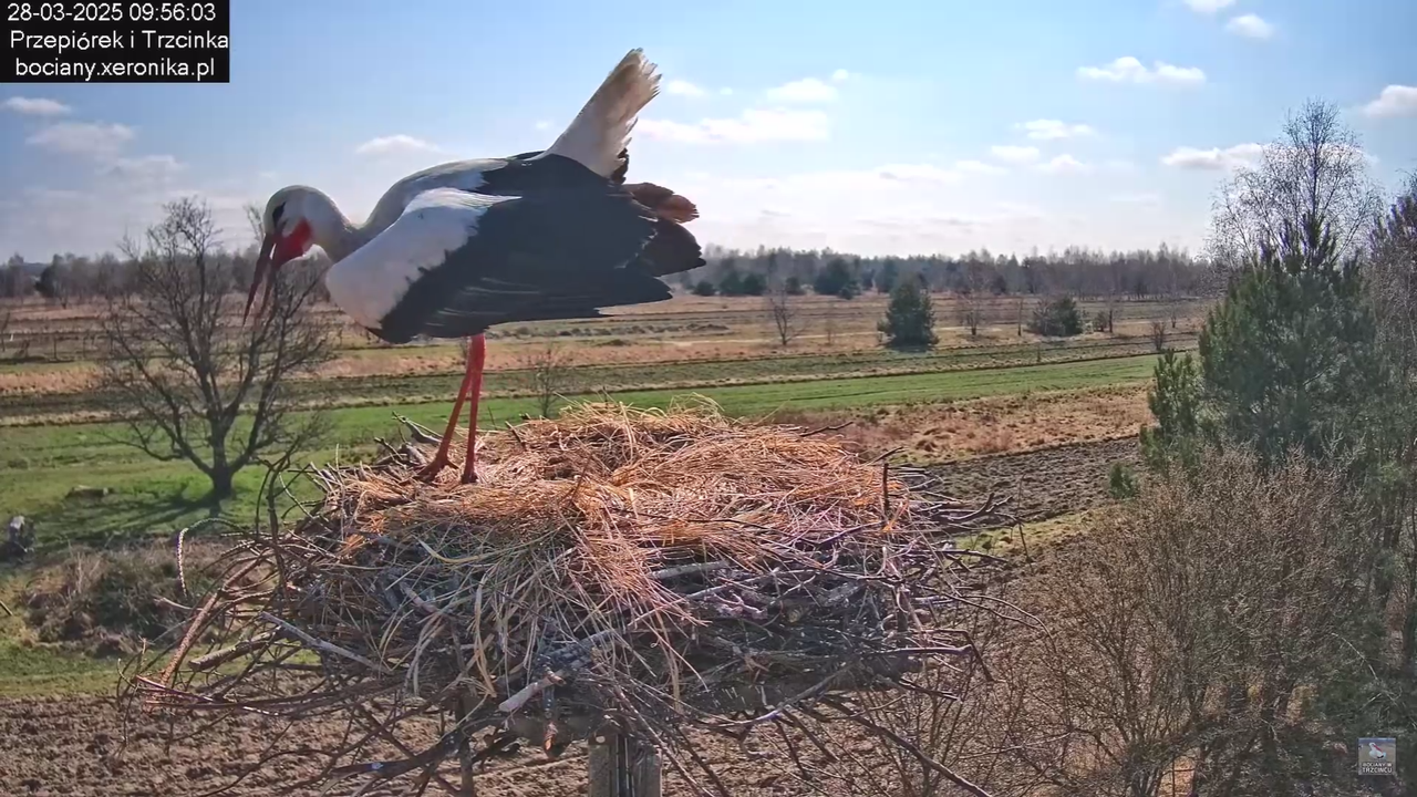 bociany28032025_19