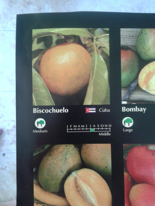 20140403_10151Cuban mango