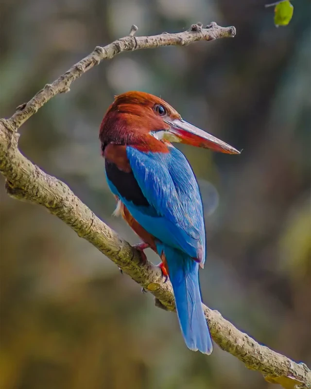 Bird 1