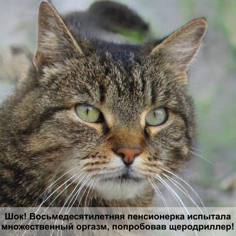 вислоухие кошки фото