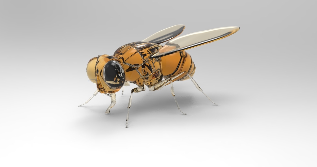 fly-1-zpsxlkfm1yz.jpg