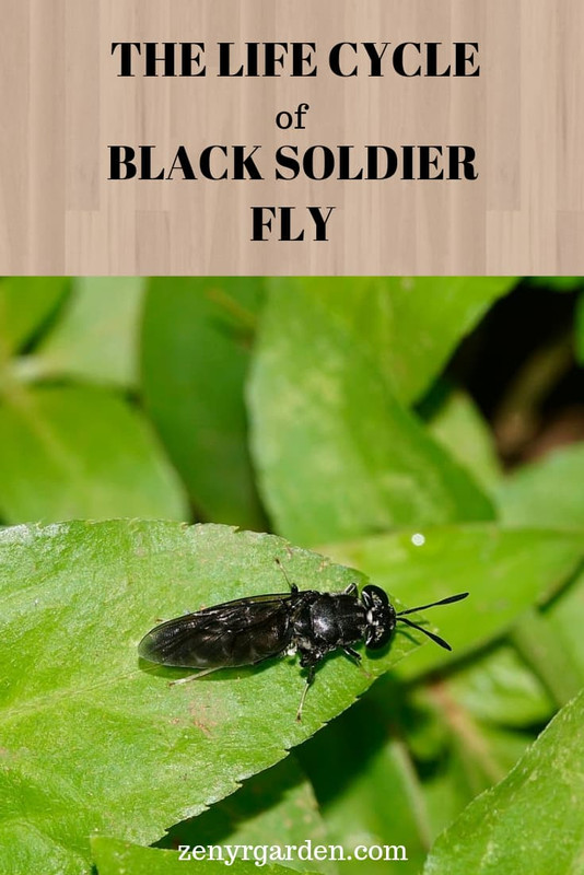 life-cycle-black-soldier-fly.jpg