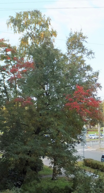 DSCF6019 (2)