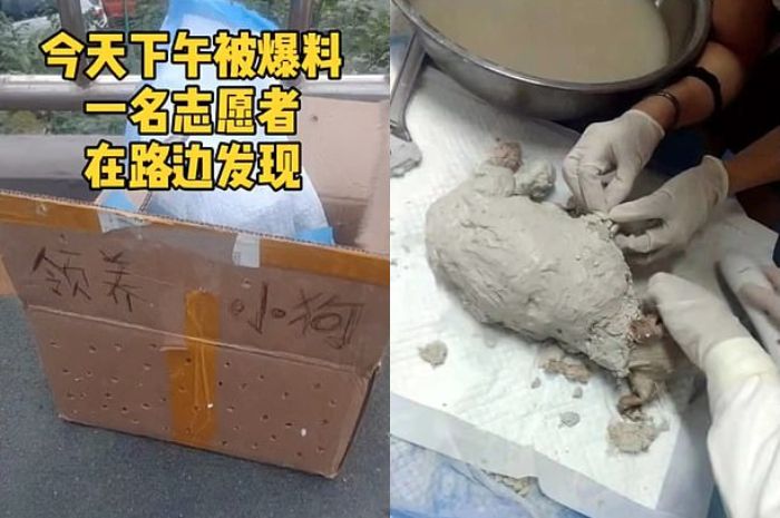 Anak anjing ditemukan dan diselamatkan dengan dibawa ke klinik hewan