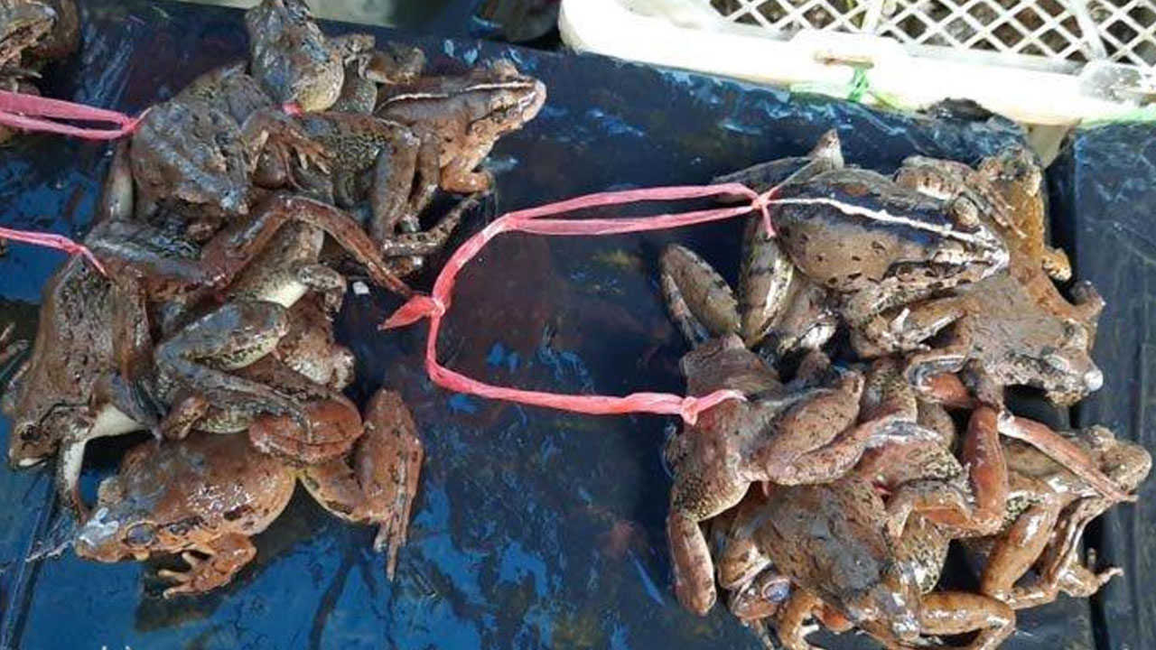Nutrisi dan Manfaat Kesehatan dari Sate Kodok