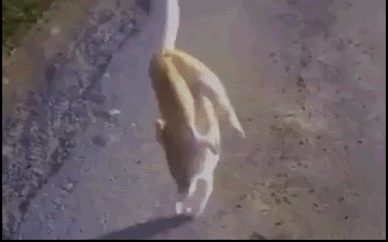 Amazing-Cat-GIF-Cat-with-paralyzed-hind-legs-walks-on-front-legs-So-agile-an-incredible-balance.gif