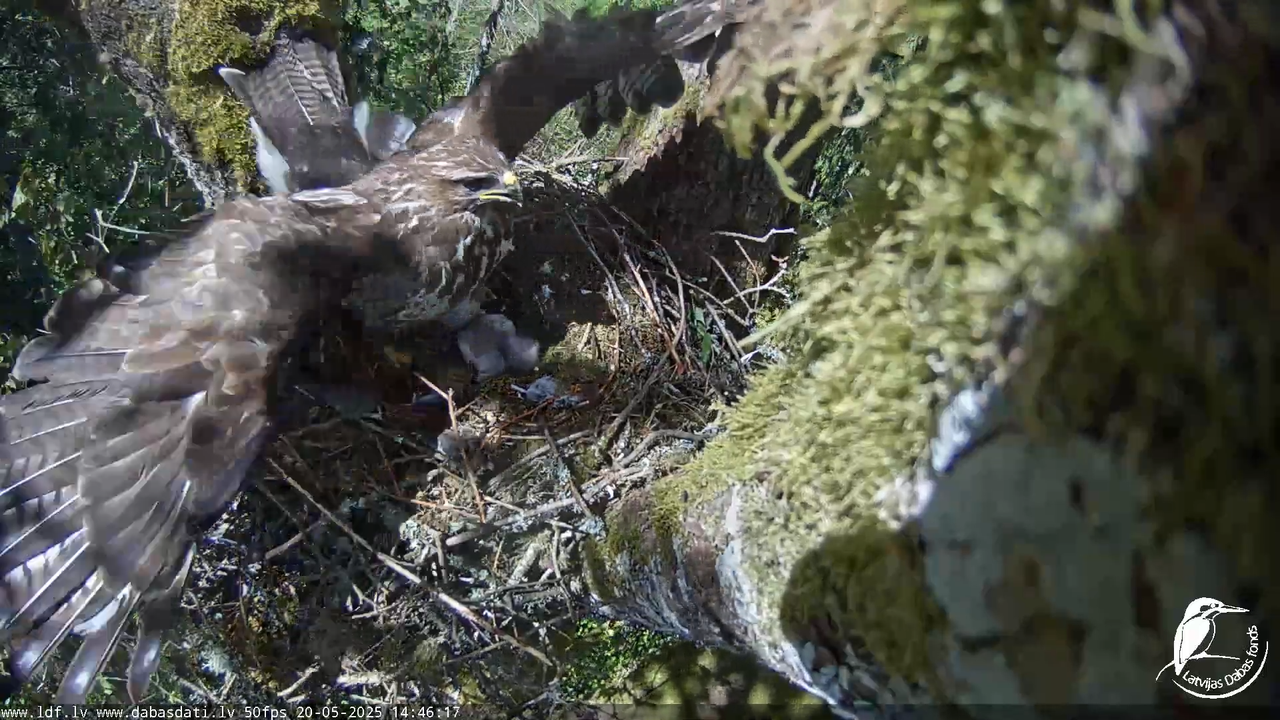 Melnās klijas (Milvus migrans) Kurzemē_ peļu klijāni (Buteo buteo) 12-53-17 screenshot