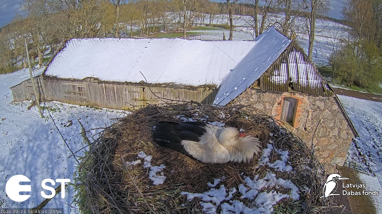 Baltie stārķi (Ciconia ciconia) Tukuma novadā - LDF tiešraide __ White storks in Tukums, Latvia 9-0-