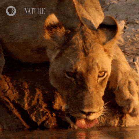 lionwater.gif