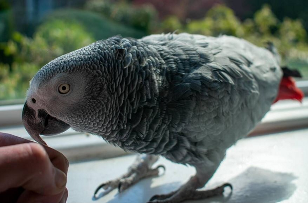 African Grey  birds Bite