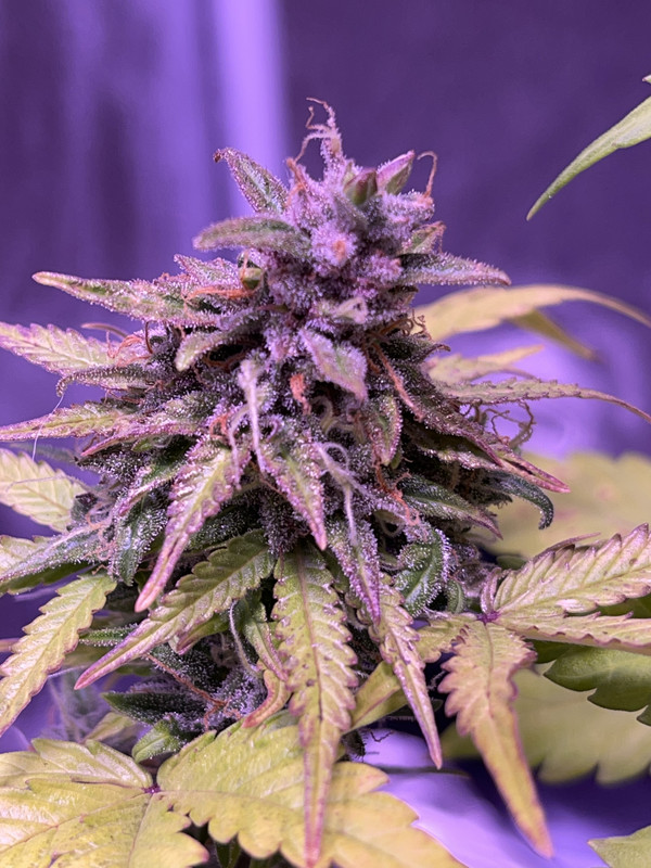 38585EAD-09B2-46A5-90BC-9E518BBE28FC