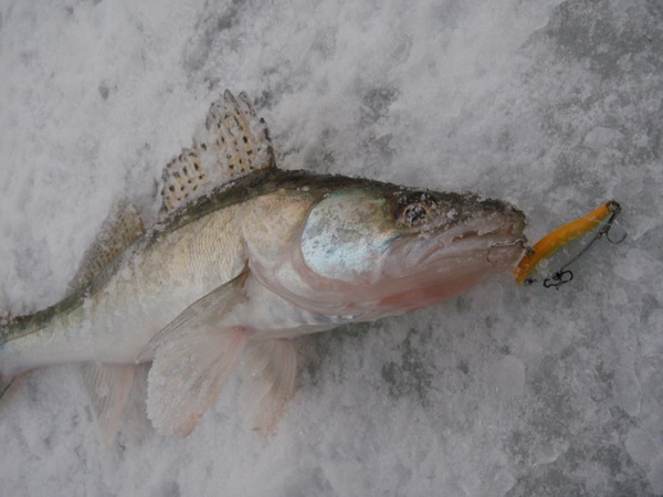 Судак-на-раттлин