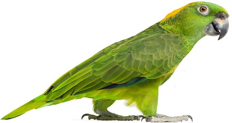 Yellow Naped Amazon Parrot