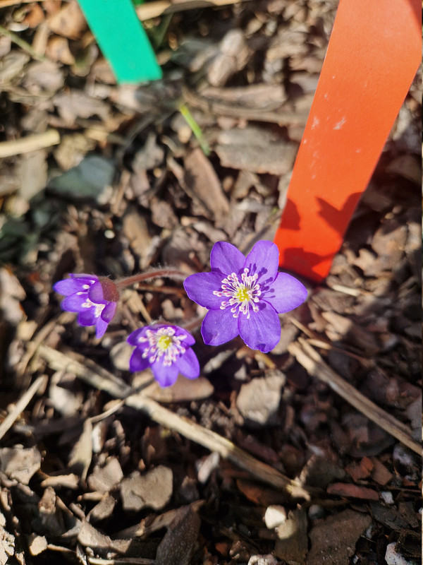 hepatica (3)