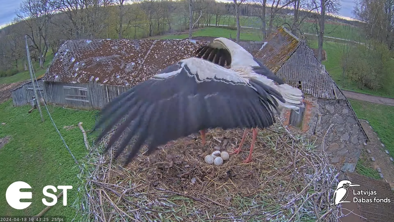Baltie stārķi (Ciconia ciconia) Tukuma novadā - LDF tiešraide __ White storks in Tukums, Latvia 13-2