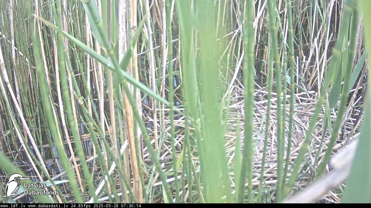 LDF Lielais dumpis (Botaurus stellaris) Zemītes pagastā 5-25-11 screenshot