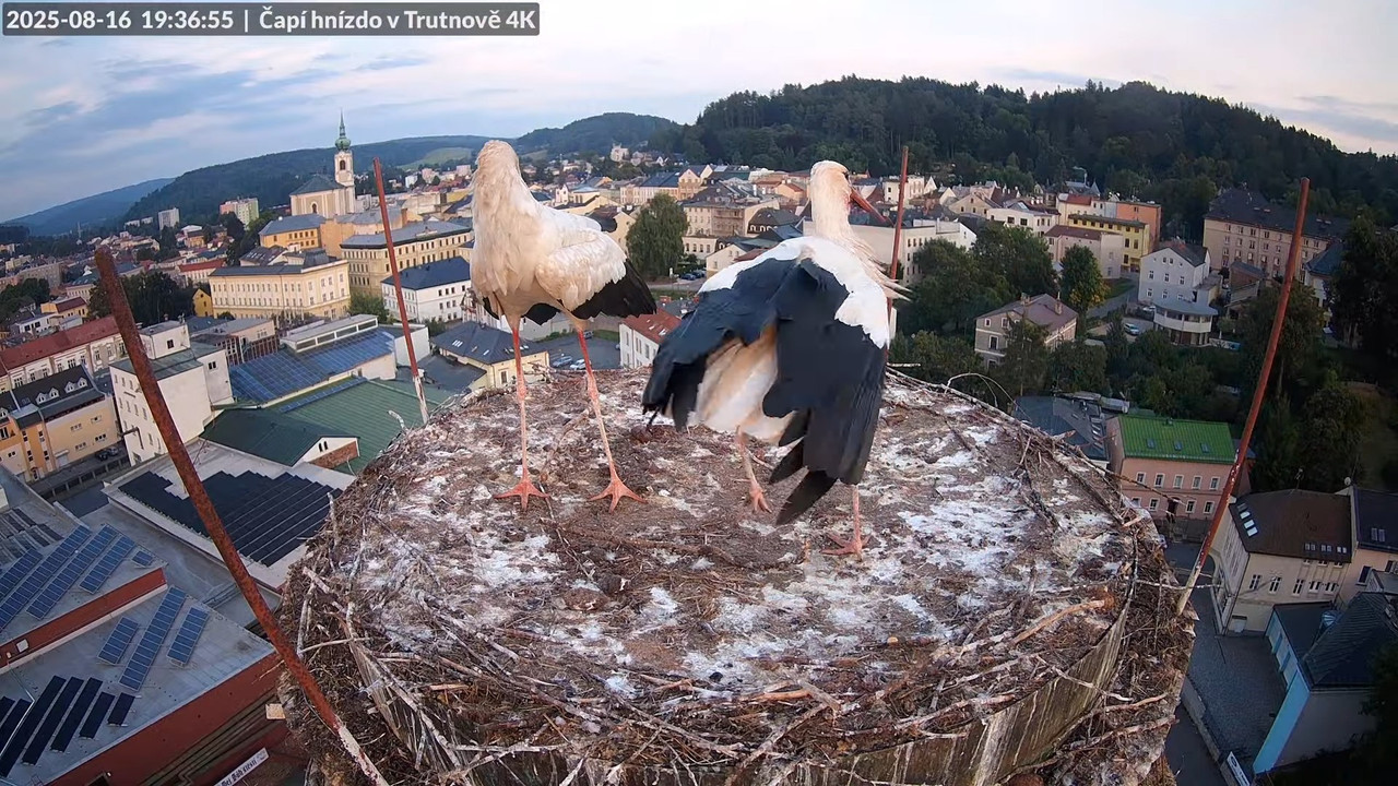 Tiešraide no stārķa ligzdas uz alus darītavas skursteņa Trutnovā 16-52-4 screenshot