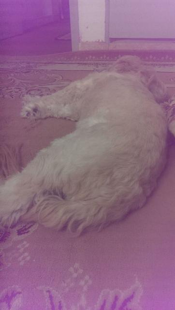 volghan hosseini (104)