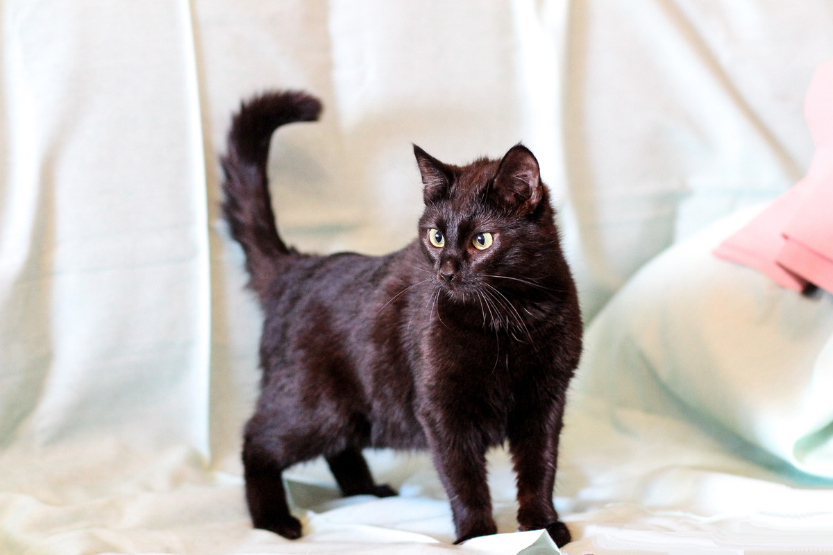 IMG_0614 - копия, кошка Туся