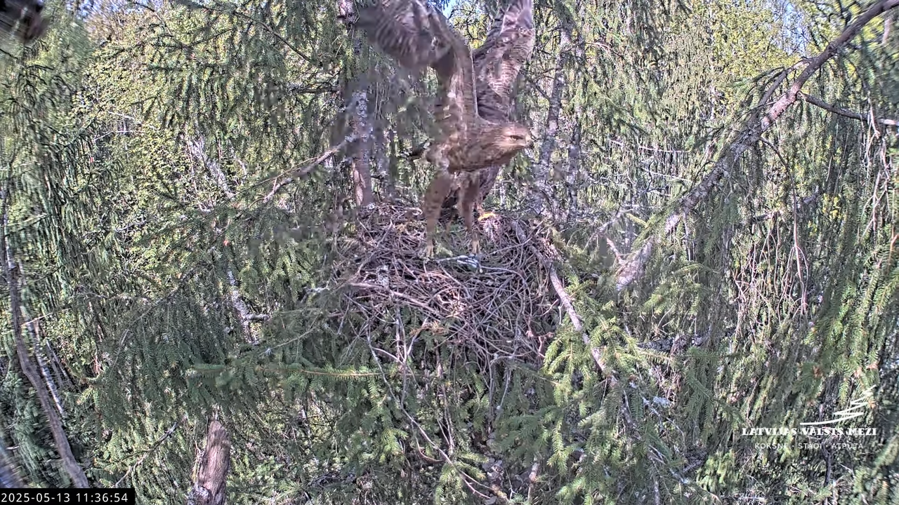 LVM mazais ērglis Lisiņa, egle2 – Lesser Spotted Eagle 14-51-19 screenshot