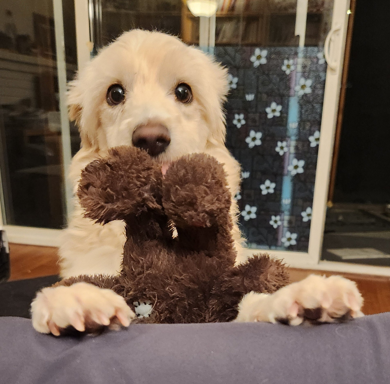 Dogteddy-edf1f9477a24472810e42938cd30fb72-13361a82-2048.jpg