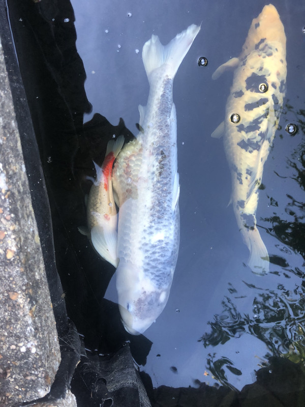 8C4AE3F2-13AE-4710-9365-EB0C74553116