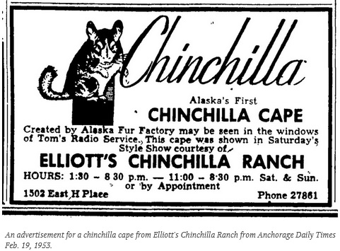 Chinchilla-Craze.jpg