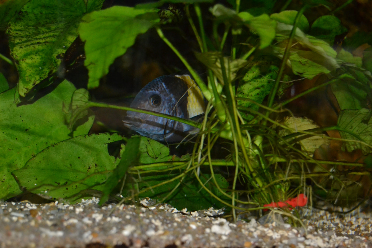 Maswa femelle lâché 1