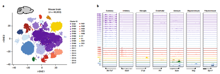 dscATAC-seq _1