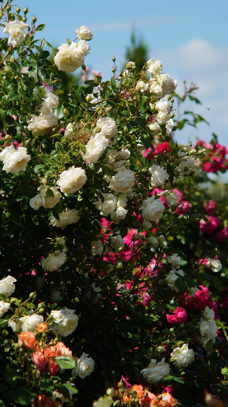 IMG-b4884ad49018a699f81c98d7d9564d3b-V