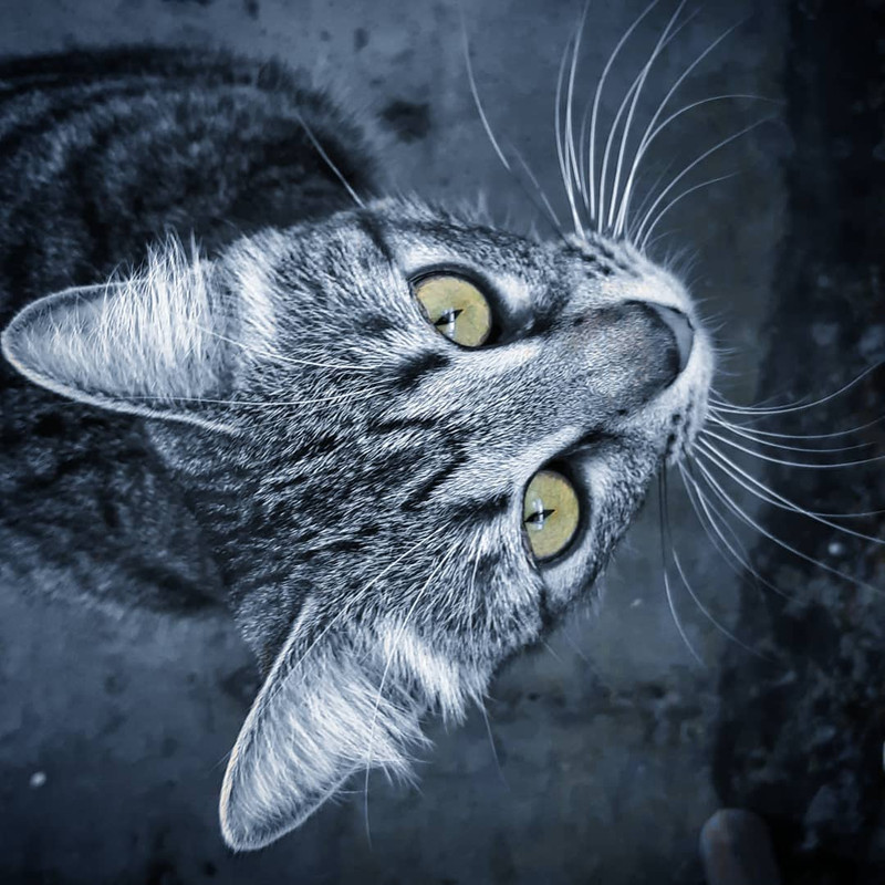 71666070_502720657238092_8627056068372821331_n