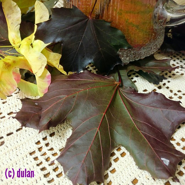 [Image: IMG-20240929-200221.jpg]