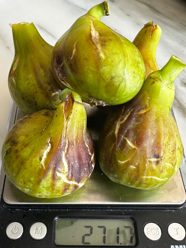 figs-65.jpg