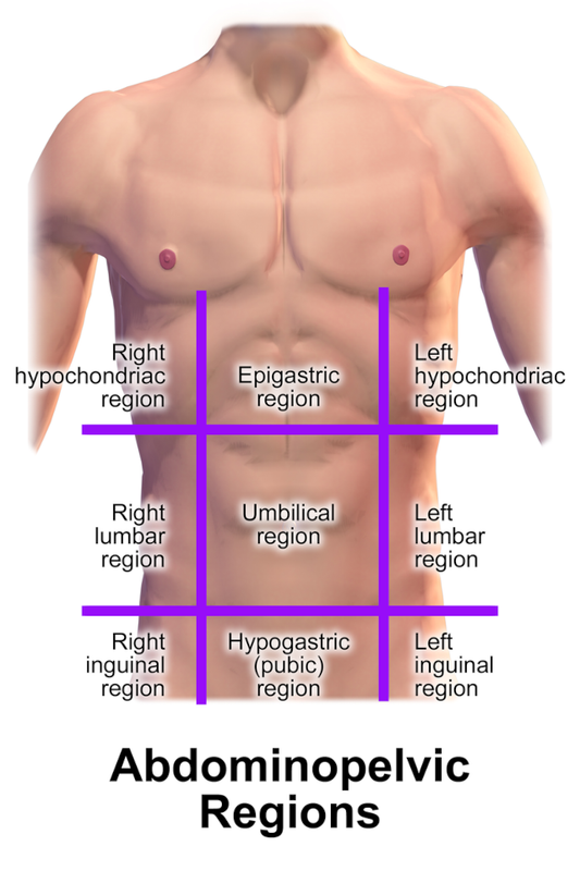 800px-Blausen-0006-Abdominopelvic-Regions.png