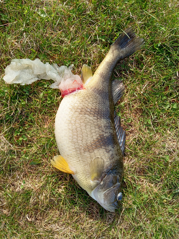 yellow perch on ground 3.26 lbs. 4:10:23