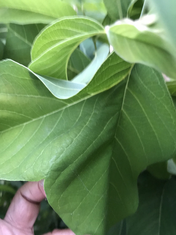 FBCEB101-A930-49B2-90E9-136770FBFDDD