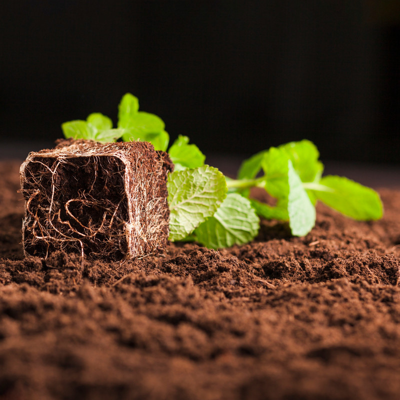 Coco peat growing medium with plant