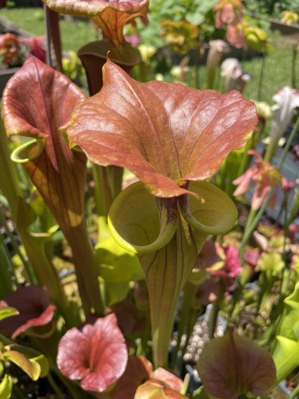 0C557A4A-F9CA-48A1-AF1A-81909181EF1A