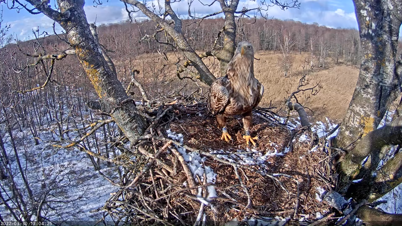 Merikotkas__Haliaeëtus albicilla 12-9-40 screenshot