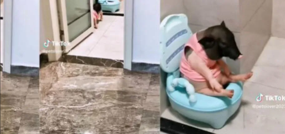 Cerdito usa el baño sin ayuda de sus dueños y se hace viral