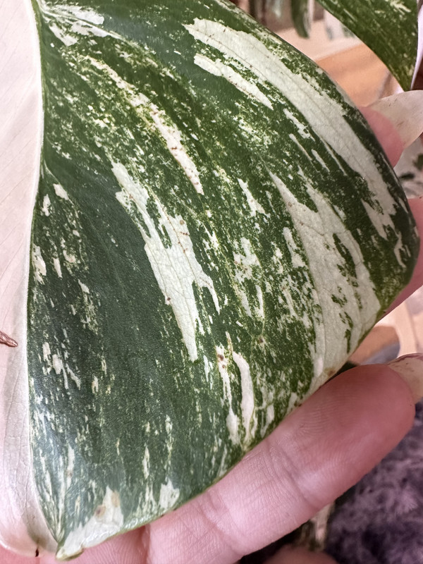 4CCB0F6F-C78E-4B5F-A071-09627FB0B5D8