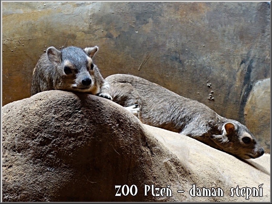 08-ZOO-Plze-Daman-stepn.jpg