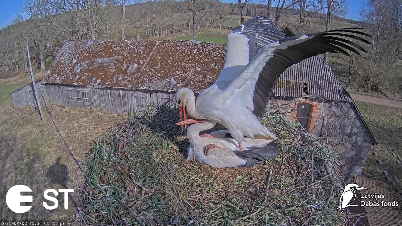 Baltie stārķi (Ciconia ciconia) Tukuma novadā __ White storks in Tukums, Latvia - YouTube - 813_10