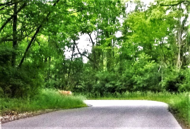 External inline image provided by member with no explanatory text