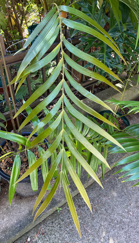 ZamiaPseudoparasitica