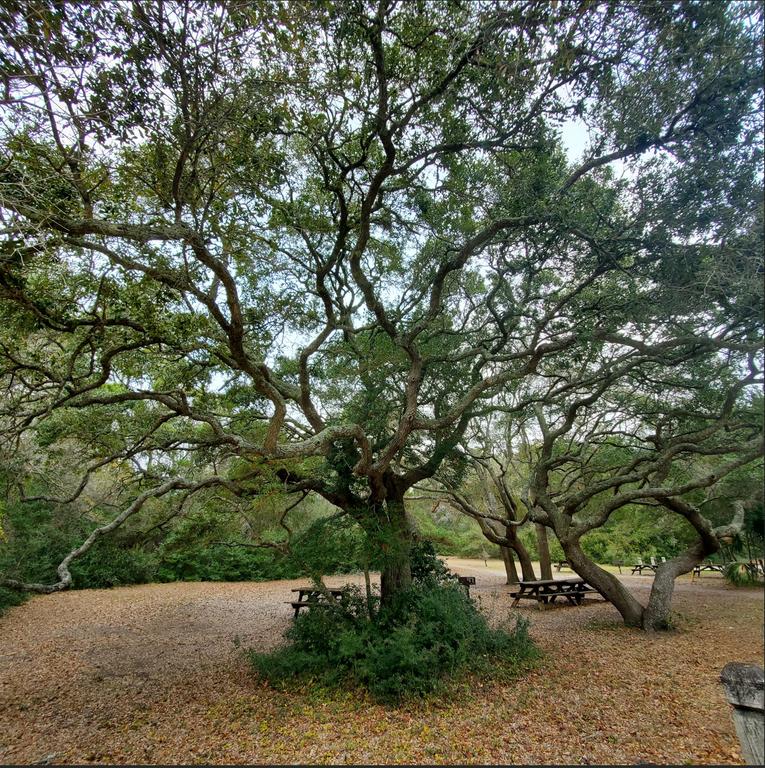 [Image: 20251229Oak_Tree.jpg]