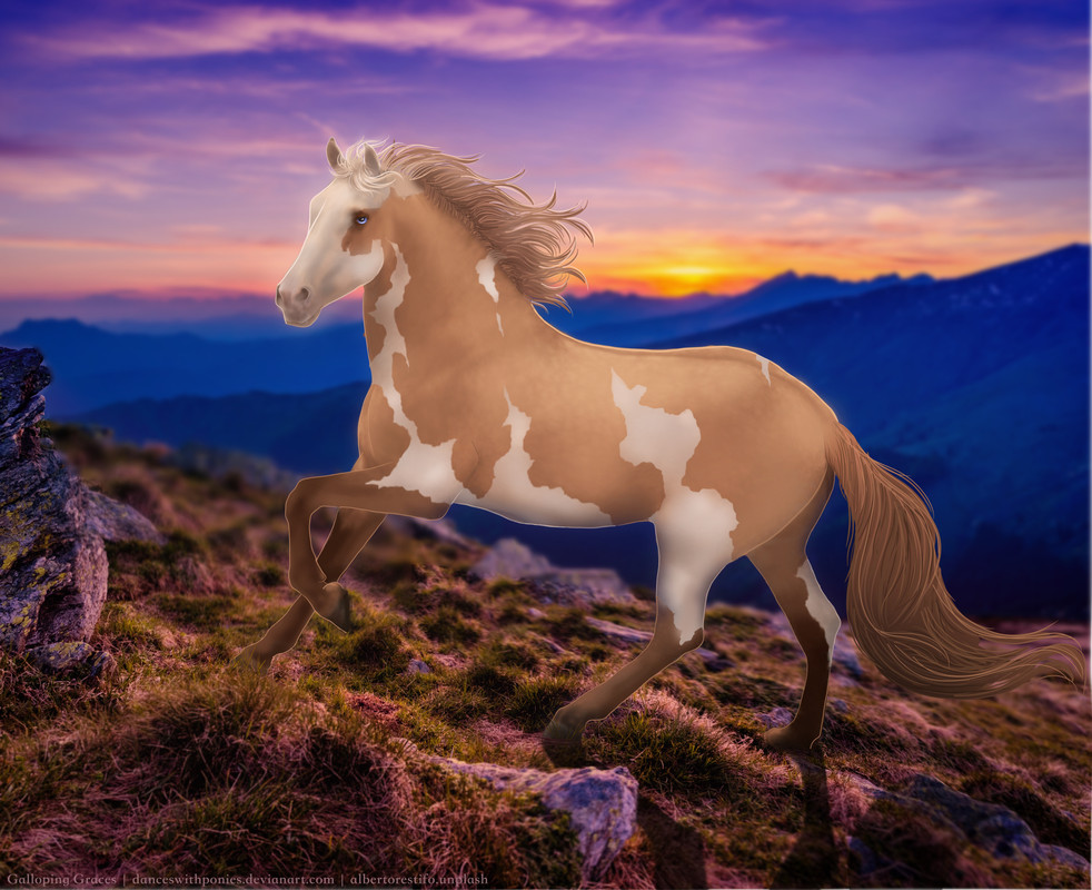 apricotsunset.jpg