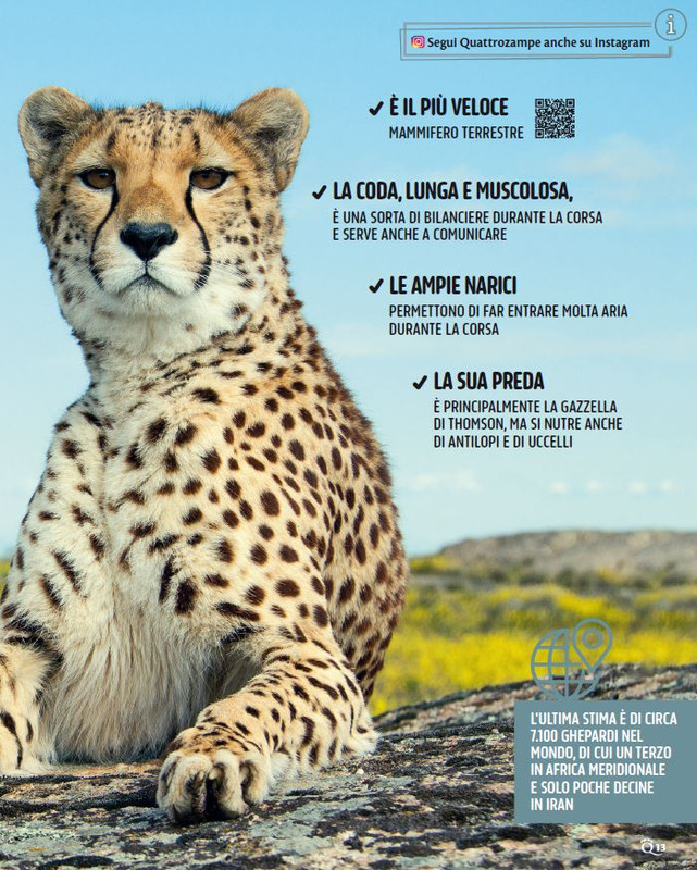 QuattroZampe Feb 2025 (2)