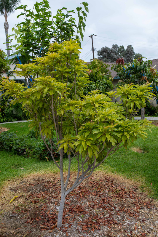 8U1A4734  Molix Sapodilla Tree with New Green Growth (8-10-23)